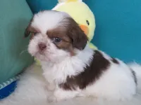 Coco, a male Shih Tzu for sale in Phelan, CA – 2 of 4