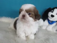 Coco, a male Shih Tzu for sale in Phelan, CA – 4 of 4