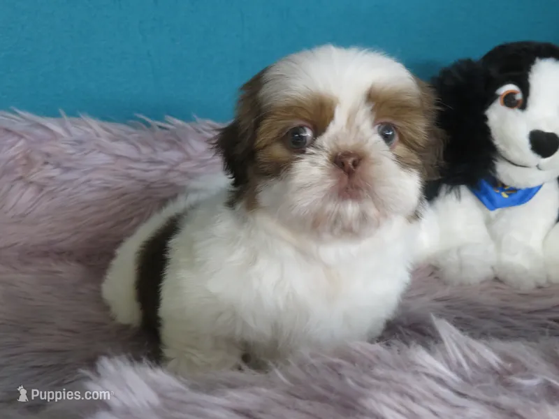 Coco – Shih Tzu puppy for sale in Phelan, CA