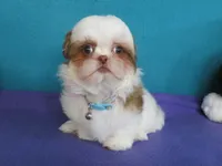 Lyric, a female Shih Tzu for sale in Phelan, CA – 3 of 4