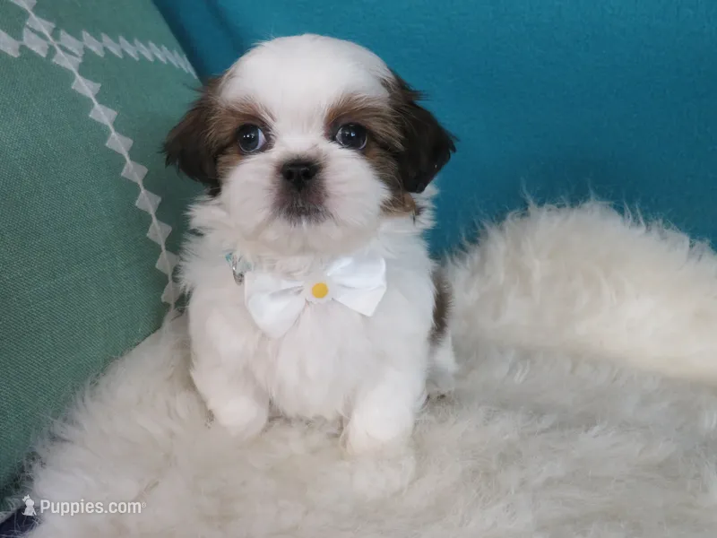 Parker – Shih Tzu puppy for sale in Phelan, CA