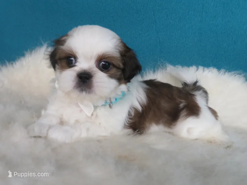 Parker – Shih Tzu puppy for sale in Phelan, CA