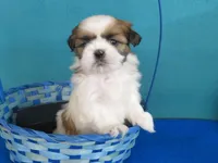Lilly, a female Shih Tzu for sale in Phelan, CA – Photo 3 of 4