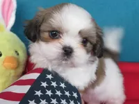 Max, a male Shih Tzu for sale in Phelan, CA – Photo 1 of 4