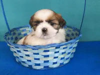 Lilly, a female Shih Tzu for sale in Phelan, CA – Photo 4 of 4