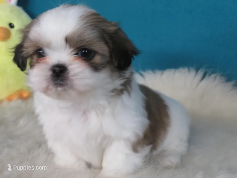 Max – Shih Tzu puppy for sale in Phelan, CA