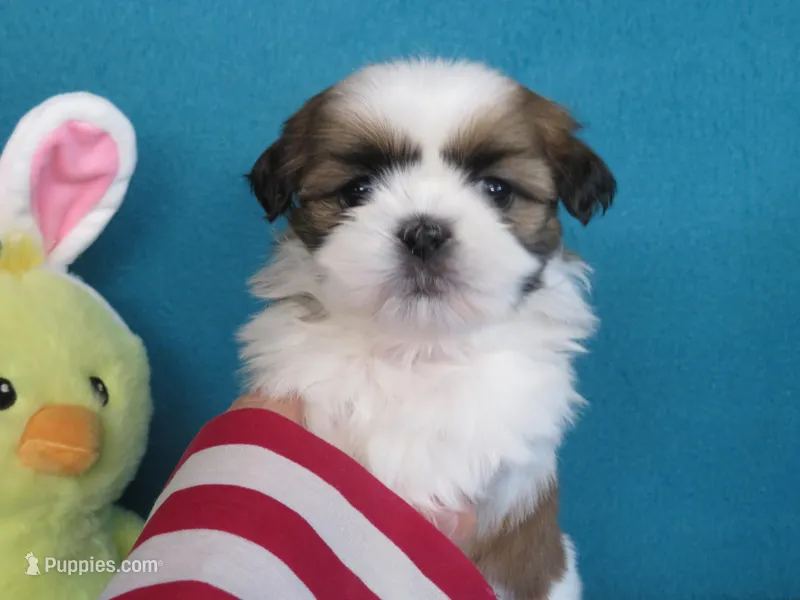 Lilly – Shih Tzu puppy for sale in Phelan, CA
