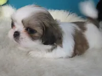 Max, a male Shih Tzu for sale in Phelan, CA – Photo 3 of 4