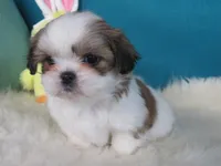 Max, a male Shih Tzu for sale in Phelan, CA – Photo 4 of 4