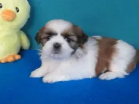 Lilly, a female Shih Tzu for sale in Phelan, CA – Photo 2 of 4