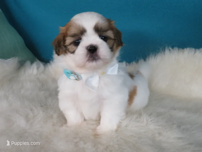 Jimmy – Shih Tzu puppy for sale in Phelan, CA