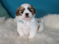 Jimmy, a male Shih Tzu for sale in Phelan, CA – 1 of 4
