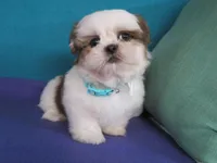 Lucky, a male Shih Tzu for sale in Phelan, CA – 2 of 5