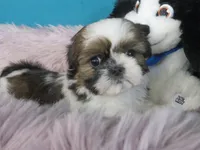 Jin joo, a female Shih Tzu for sale in Phelan, CA – 2 of 4