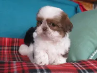 Max, a male Shih Tzu for sale in Phelan, CA – 4 of 5