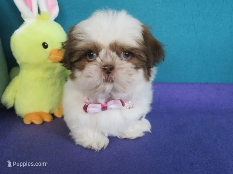 Max – Shih Tzu puppy for sale in Phelan, CA