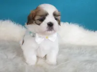 Jimmy, a male Shih Tzu for sale in Phelan, CA – 4 of 4