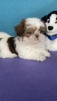 Rocky, a male Shih Tzu for sale in Phelan, CA – 1 of 4