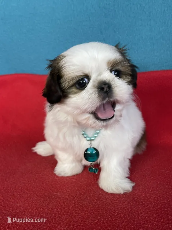 Ccomi  – Shih Tzu puppy for sale in Phelan, CA