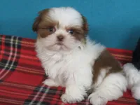 Rocky, a male Shih Tzu for sale in Phelan, CA – 1 of 4