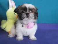 Bella, a female Shih Tzu for sale in Phelan, CA – 4 of 5