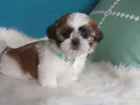 Dolssoe, a male Shih Tzu for sale in Phelan, CA – 2 of 4