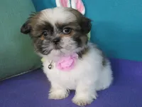 Bella, a female Shih Tzu for sale in Phelan, CA – 1 of 5