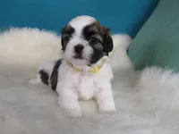 Betty, a female Shih Tzu for sale in Phelan, CA – 3 of 4