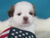 Rocky, a male Shih Tzu for sale in Phelan, CA – 2 of 4