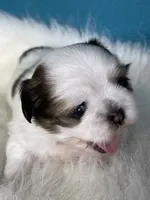 Lilly, a female Shih Tzu for sale in Phelan, CA – 3 of 4