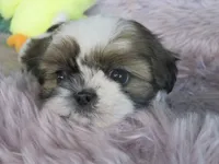 Jin joo, a female Shih Tzu for sale in Phelan, CA – 4 of 4