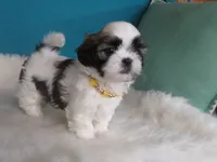 Sarah   , a female Shih Tzu for sale in Phelan, CA – 3 of 4