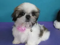 Lily, a female Shih Tzu for sale in Phelan, CA – 2 of 4