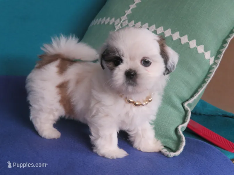 Luna – Shih Tzu puppy for sale in Phelan, CA