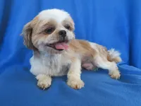 JIN JOO, a female Shih Tzu for sale in Phelan, CA – 4 of 4