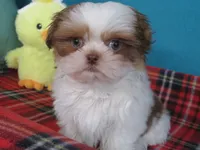 Rocky, a male Shih Tzu for sale in Phelan, CA – 2 of 4