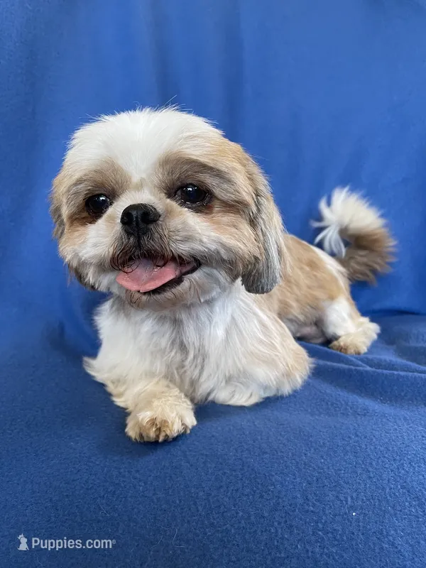 JIN JOO – Shih Tzu puppy for sale in Phelan, CA