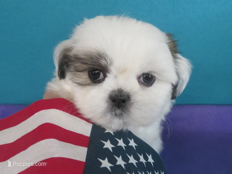 Luna – Shih Tzu puppy for sale in Phelan, CA