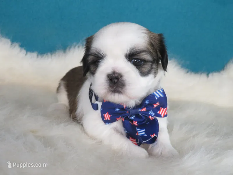 Max – Shih Tzu puppy for sale in Phelan, CA