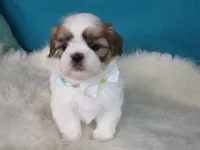 Jimmy, a male Shih Tzu for sale in Phelan, CA – 3 of 4