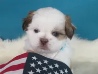 Rocky, a male Shih Tzu for sale in Phelan, CA – 4 of 4