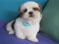 Lucky, a male Shih Tzu for sale in Phelan, CA – 4 of 5