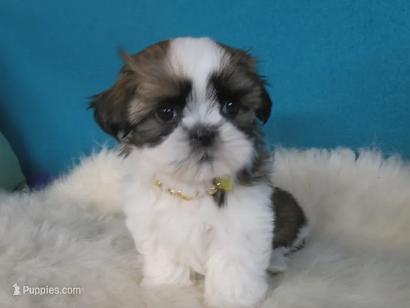 Stella – Shih Tzu puppy for sale in Phelan, CA