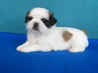 Sara, a female Shih Tzu for sale in Phelan, CA – Photo 2 of 3