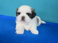 Sara, a female Shih Tzu for sale in Phelan, CA – Photo 3 of 3