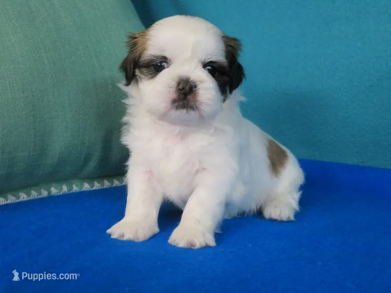 Sara – Shih Tzu puppy for sale in Phelan, CA