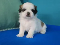 Sara, a female Shih Tzu for sale in Phelan, CA – Photo 1 of 3