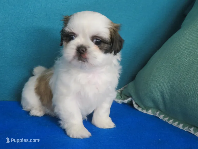 Sara – Shih Tzu puppy for sale in Phelan, CA
