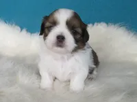 Lisa, a female Shih Tzu for sale in Phelan, CA – 5 of 5