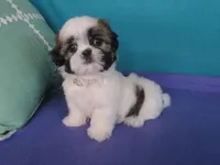 Sarah, a female Shih Tzu for sale in Phelan, CA – 5 of 5